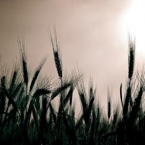 Highly Commended: Morning Dew, by Pene Stevens.